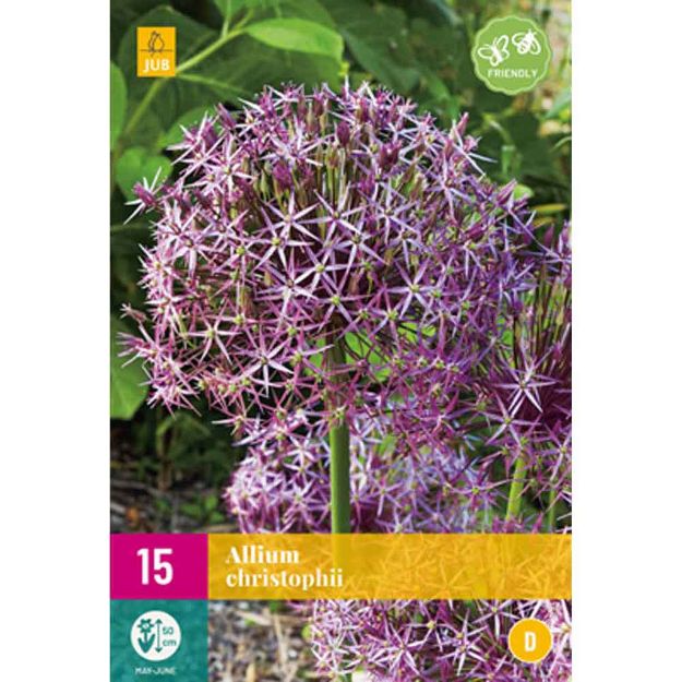 Image de 15 allium christophii calibre : 10/12