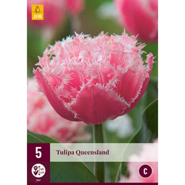 Image de 5 tulipes queensland calibre : 11/12