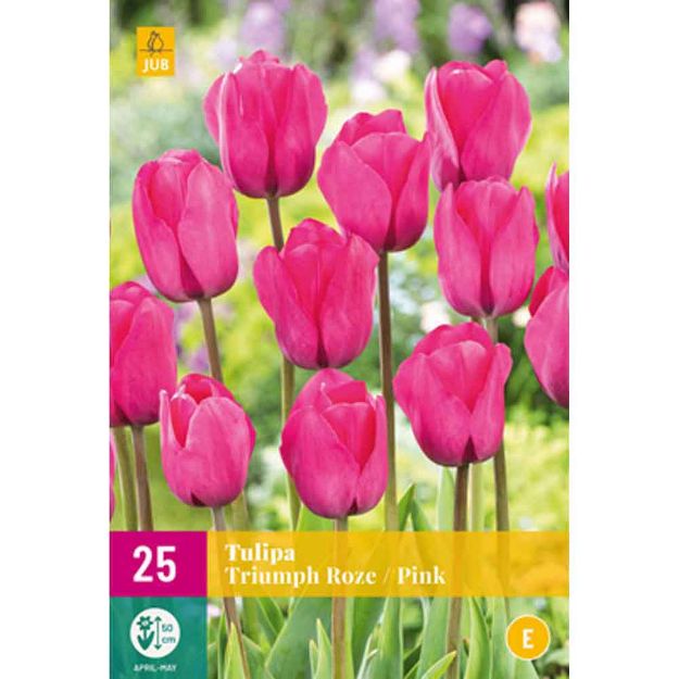 Image de 25 tulipes triomphe rose calibre : 11/12