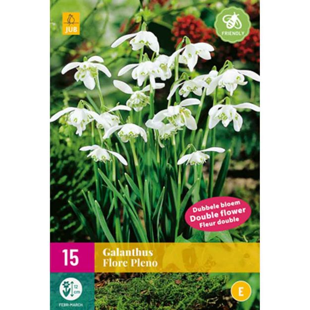 Image de 15 galanthus flore pleno calibre : 5/+