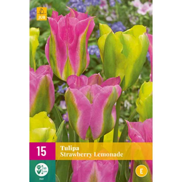 Image de 15 tulipes strawberry lemonade calibre : 11/12