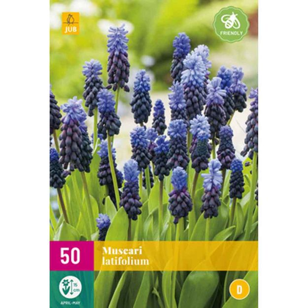 Image de 50 muscari latifolium calibre : 5/6