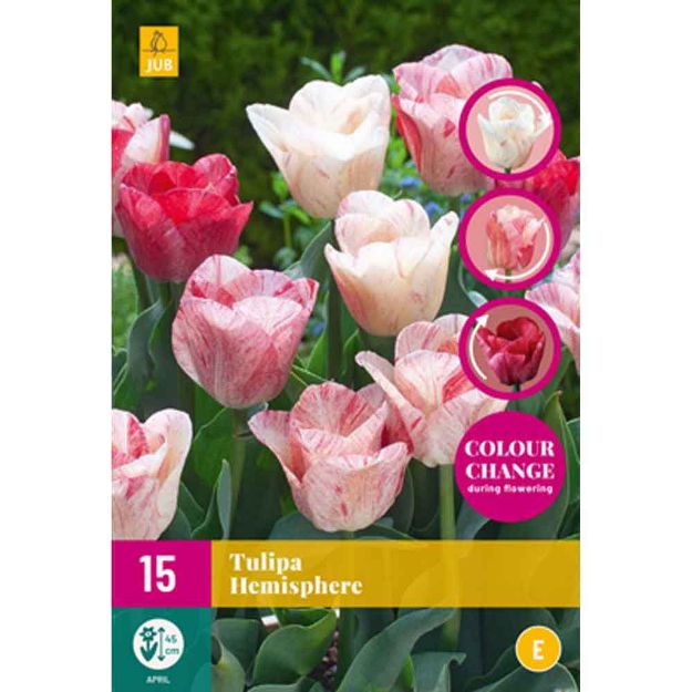 Image de 15 tulipes hemisphere calibre : 11/12