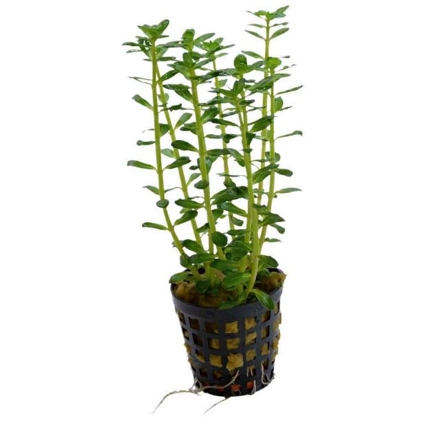 Image de Plante Rotala Indica 5 Cm En Pot