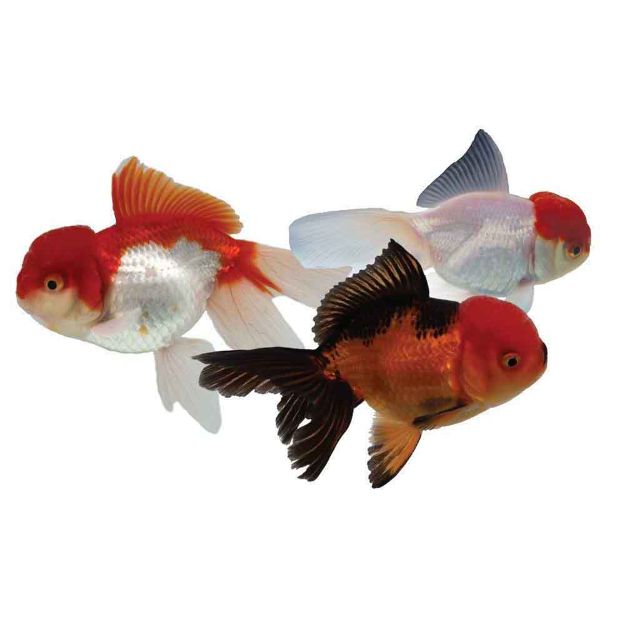 Image de Poisson oranda blanc 5/8 cm