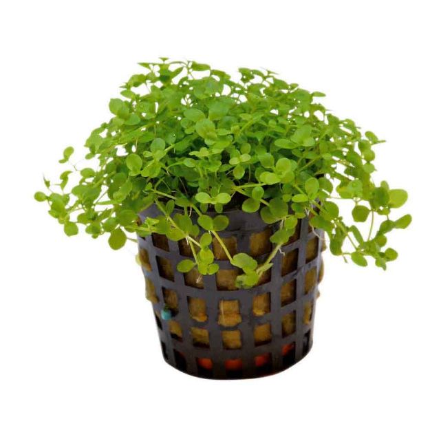 Image de Plante Micranthemum Monte Carlo 5 Cm En Pot