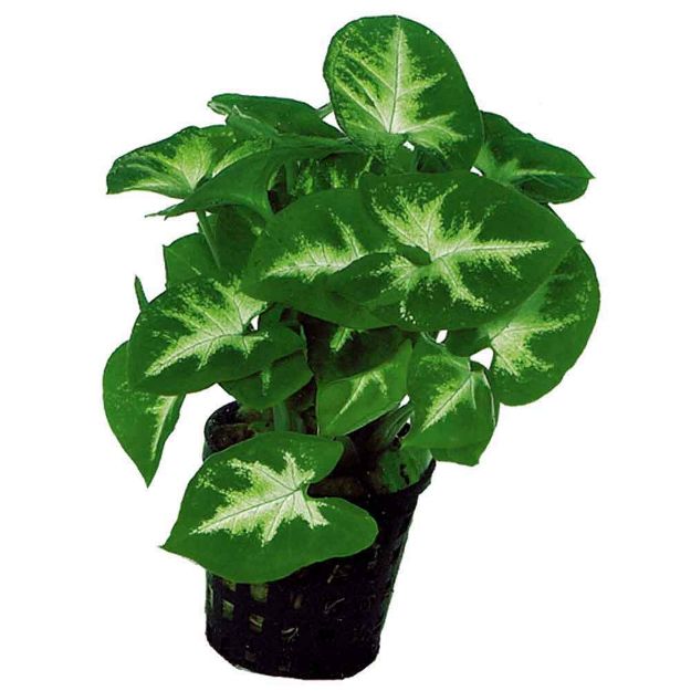 Image de Plante Syngonium Pixii 5 Cm En Pot