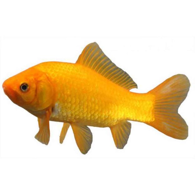 Image de Poisson comet jaune 7-10cm