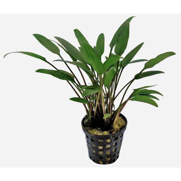 Image de Plante Cryptocoryne Nevelli 5 Cm En Pot