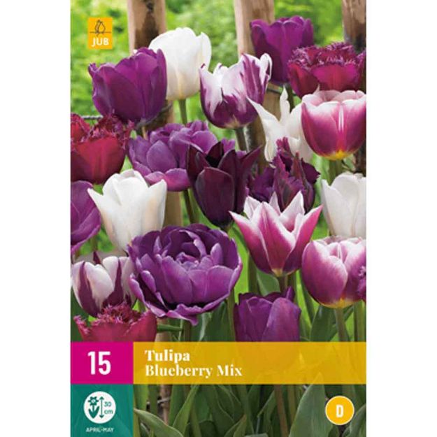 Image de 15 tulipes blueberry micalibre : 11/12