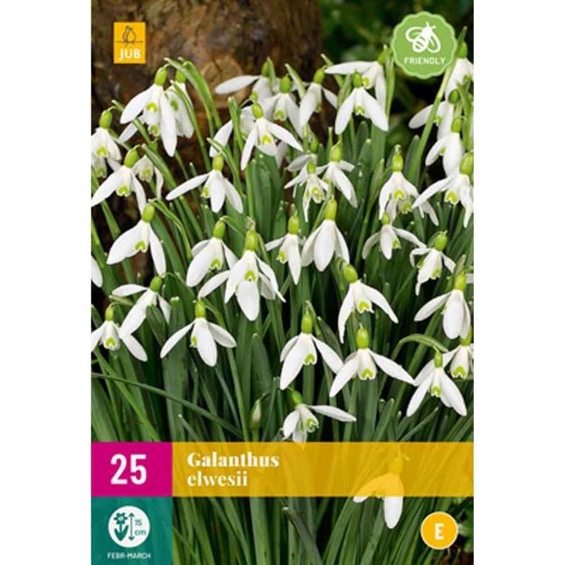 Image de 25 galanthus elwesii calibre : 5/6