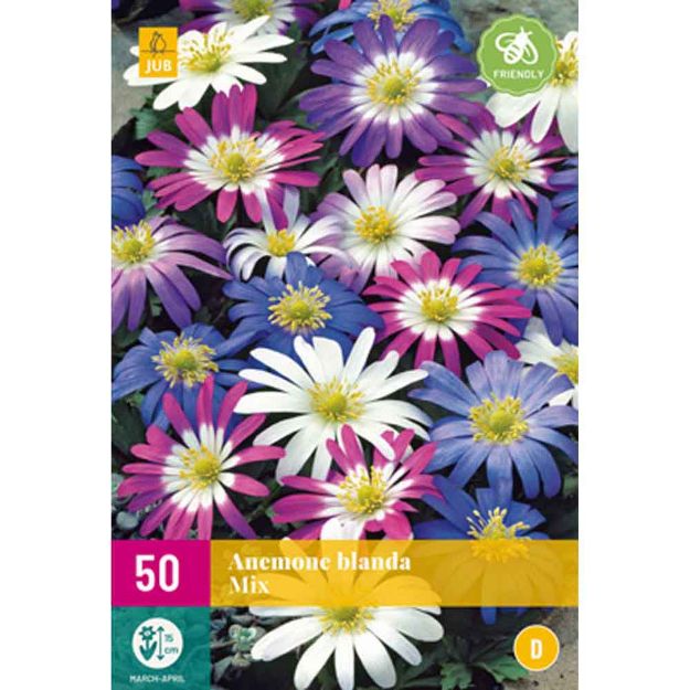 Image de 50 anemone blanda micalibre : 4/5