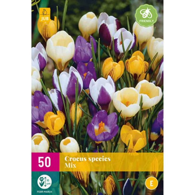 Image de 50 crocus species micalibre : 5/+