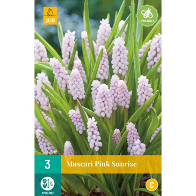 Image de 3 muscari pink sunrise calibre : 5/+