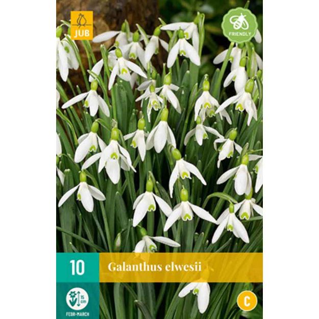 Image de 10 galanthus elwesii calibre : 5/6