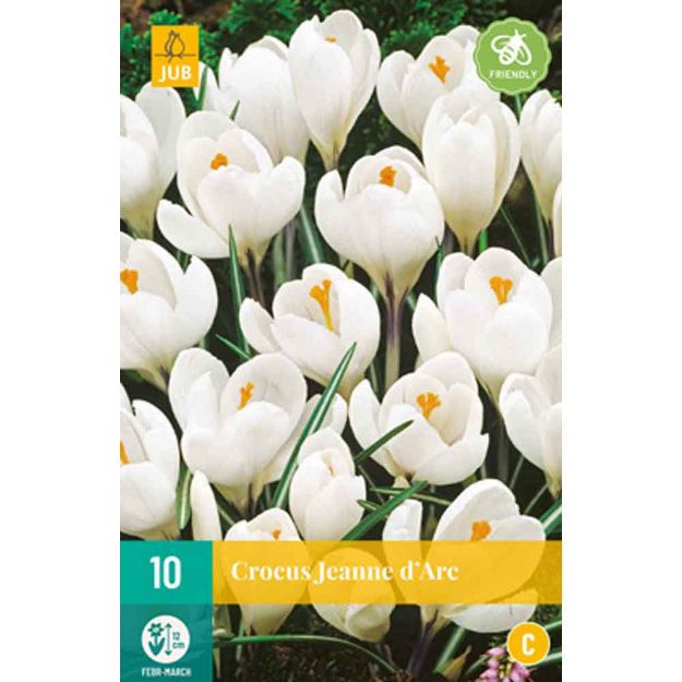 Image de 10 crocus jeanne d'arc calibre : 8/9