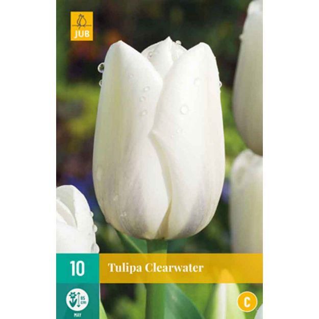 Image de 10 tulipes clearwater calibre : 11/12