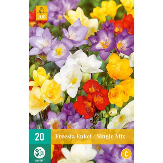 Image de 20 freesia simple melange calibre : 5/+