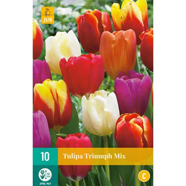 Image de 10 tulipes triomphe micalibre : 11/12