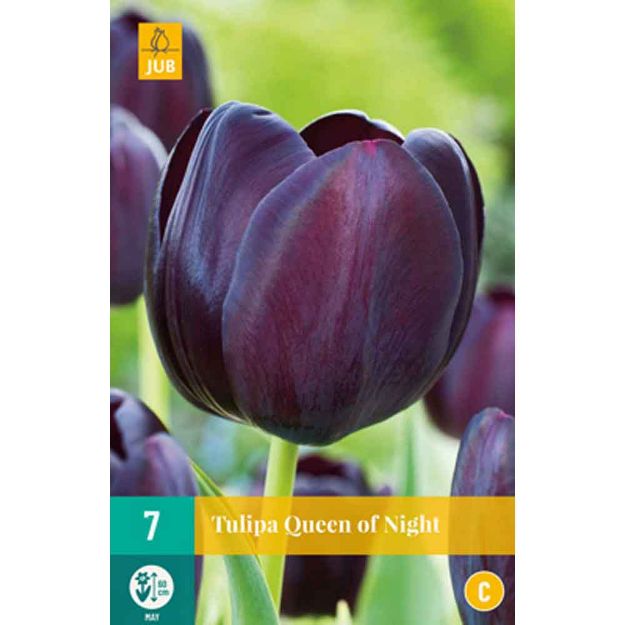 Image de 7 tulipes queen of night calibre : 11/12