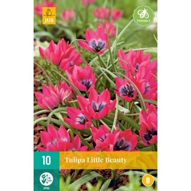 Image de 10 tulipes little beauty calibre : calibre : 6/+