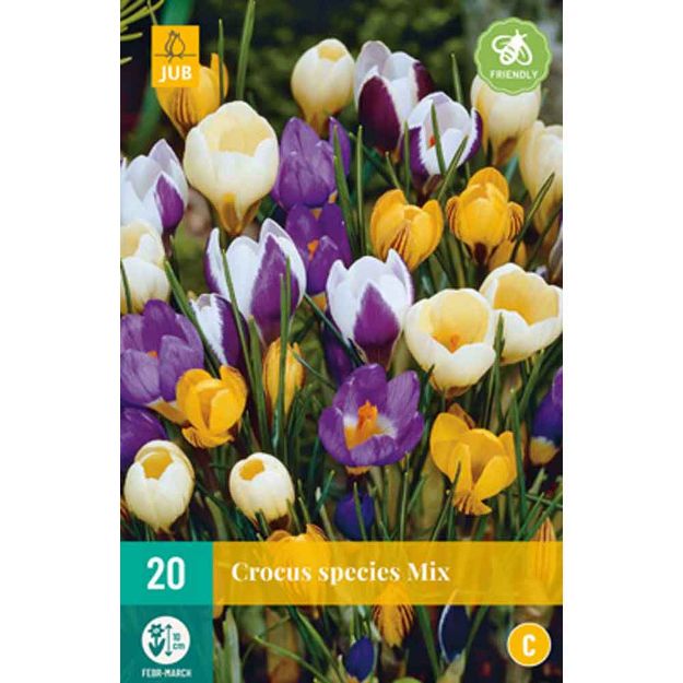 Image de 20 crocus specie micalibre : 5/+