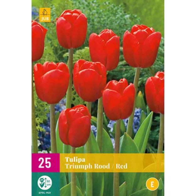 Image de 25 tulipes triomphe rouges calibre : 11/12