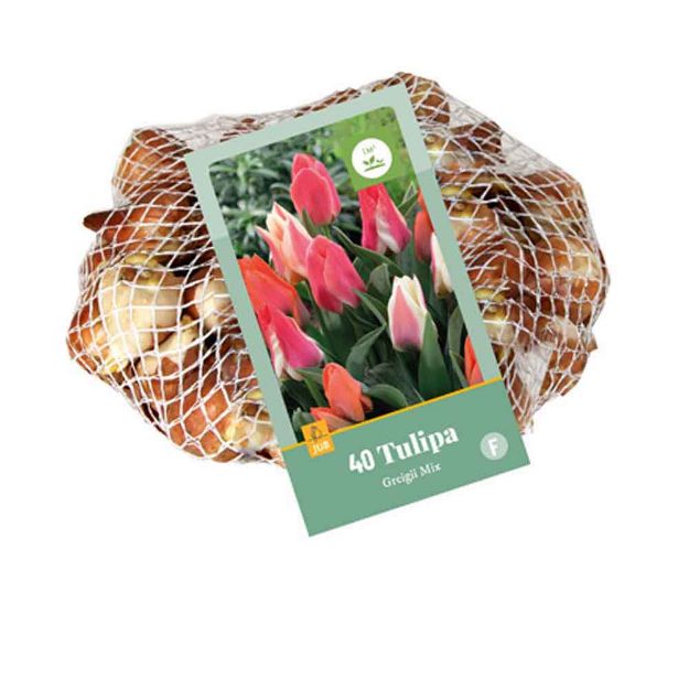 Image de 40 tulipes greigii melange calibre : 11/12