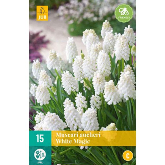 Image de 15 muscari aucheri white magic calibre : 7/8