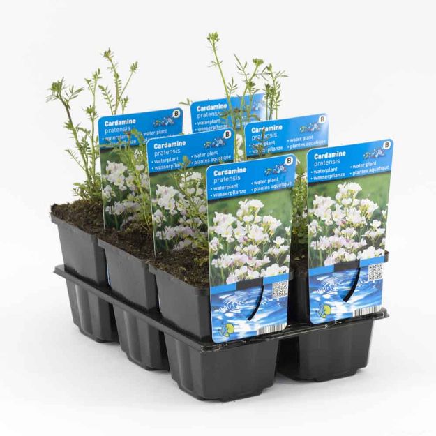 Image de Cardamine pratensis Pot 9cm