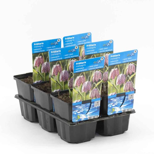 Image de Fritillaria meleagris Pot 9cm