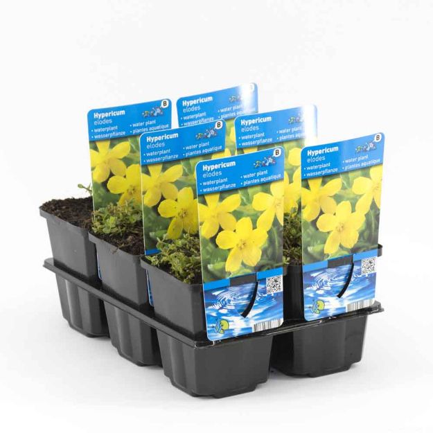 Image de Hypericum elodes Pot 9cm