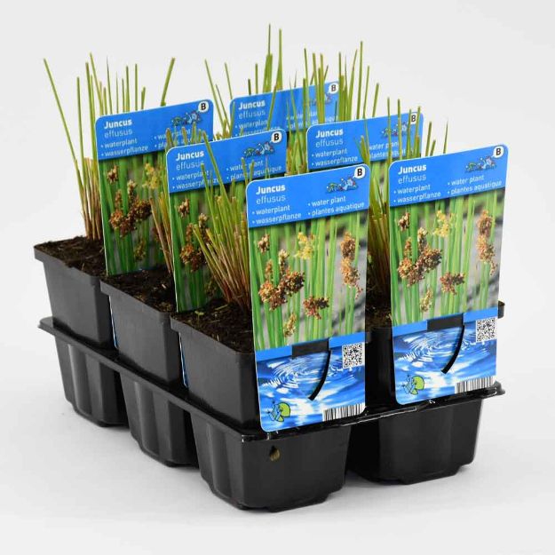 Image de Juncus effusus Pot 9cm