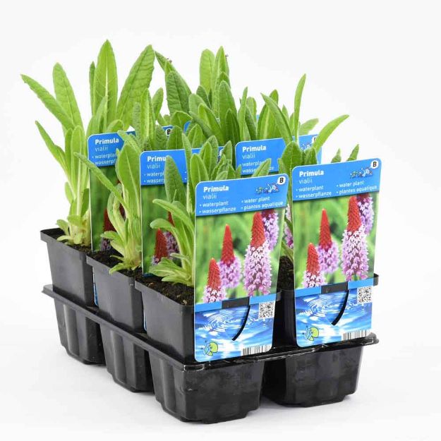 Image de Primula vialli Pot 9cm