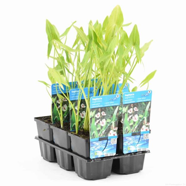 Image de Sagittaria sagittifolia Pot 9cm