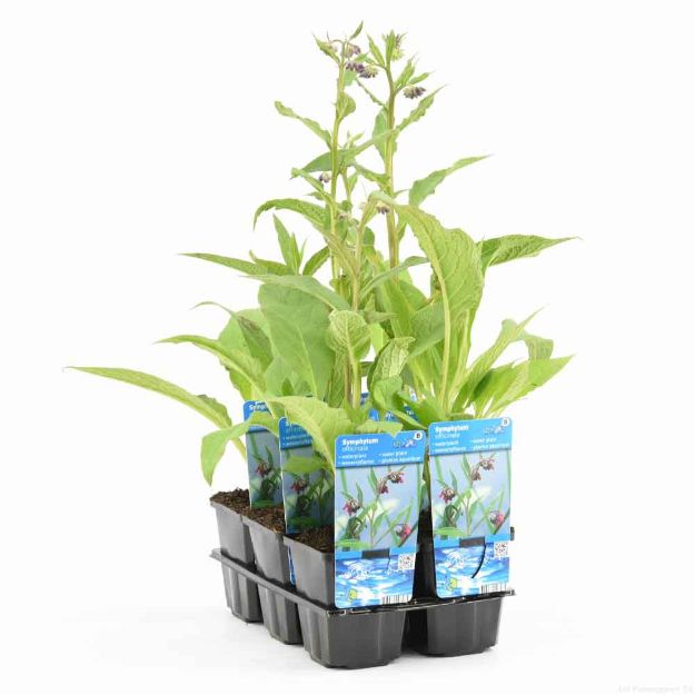 Image de Symphytum officinale Pot 9cm