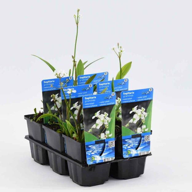 Image de Sagittaria graminea Pot 9cm