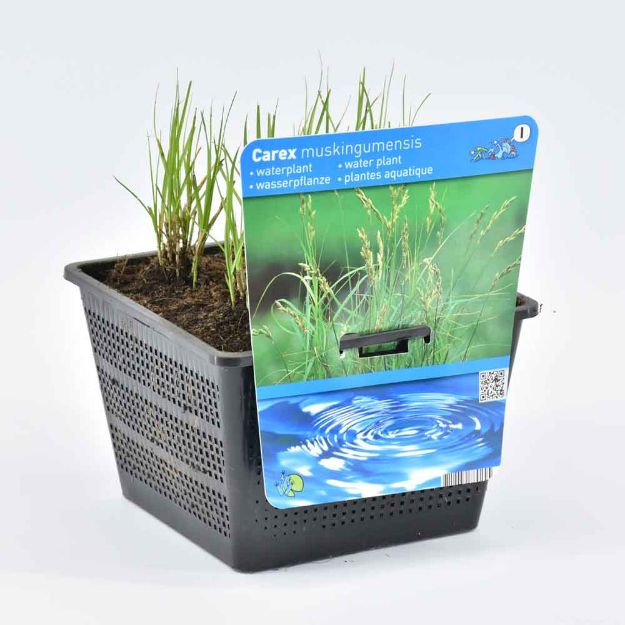 Image de Carex muskingumensis Pot 18cm