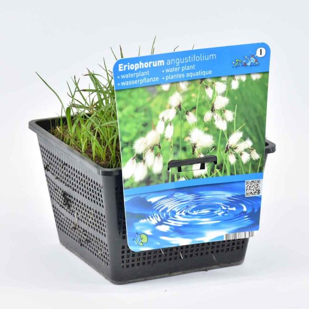 Image de Eriophorum angustifolium Pot 18cm