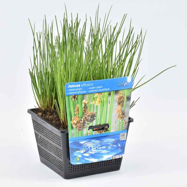 Image de Juncus effusus Pot 18cm