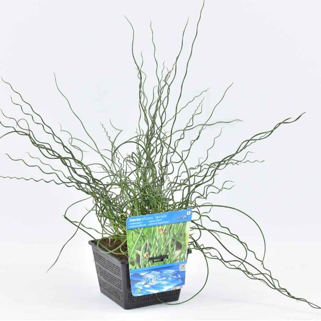 Image de Juncus effusus 'Spiralis' Pot 18cm