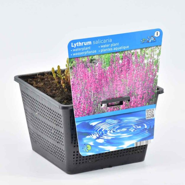 Image de Lythrum salicaria Pot 18cm