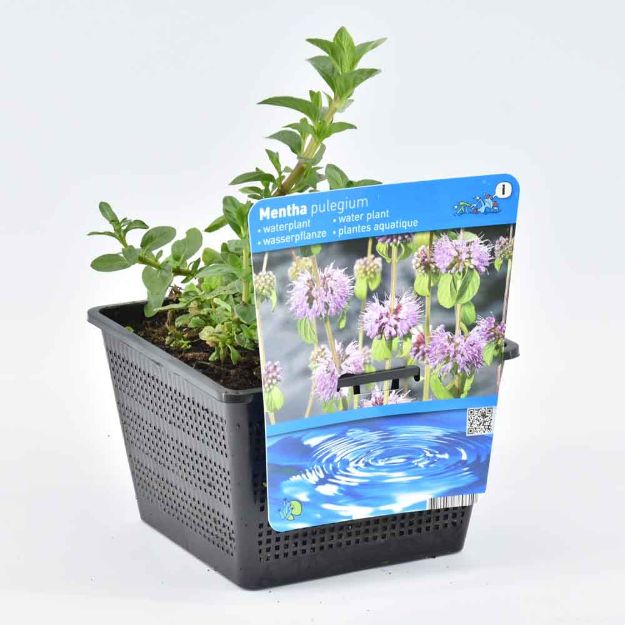 Image de Mentha pulegium Pot 18cm