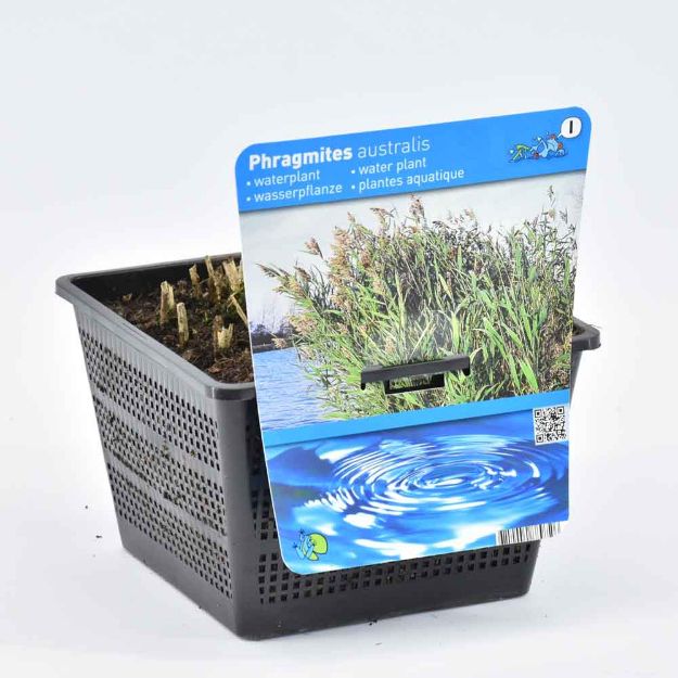 Image de Phragmites australis Pot 18cm