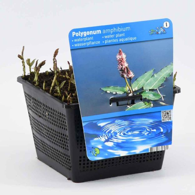 Image de Polygonum amphibium Pot 18cm