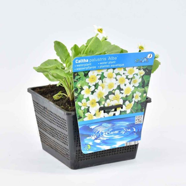 Image de Caltha palustris 'Alba' Pot 18cm