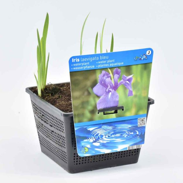 Image de Iris laevigata Pot 18cm