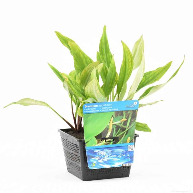 Image de Orontium aquaticum Pot 18cm