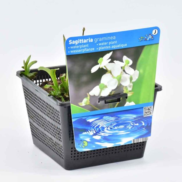 Image de Sagittaria graminea Pot 18cm