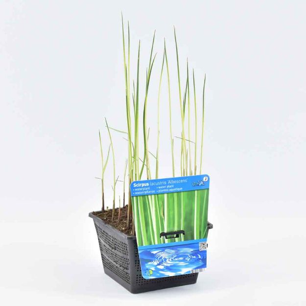 Image de Scirpus lacustris 'Albescens' Pot 18cm